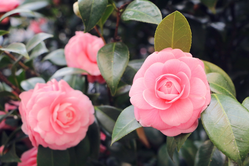 동백꽃 — 까멜리아 디자인의 영감